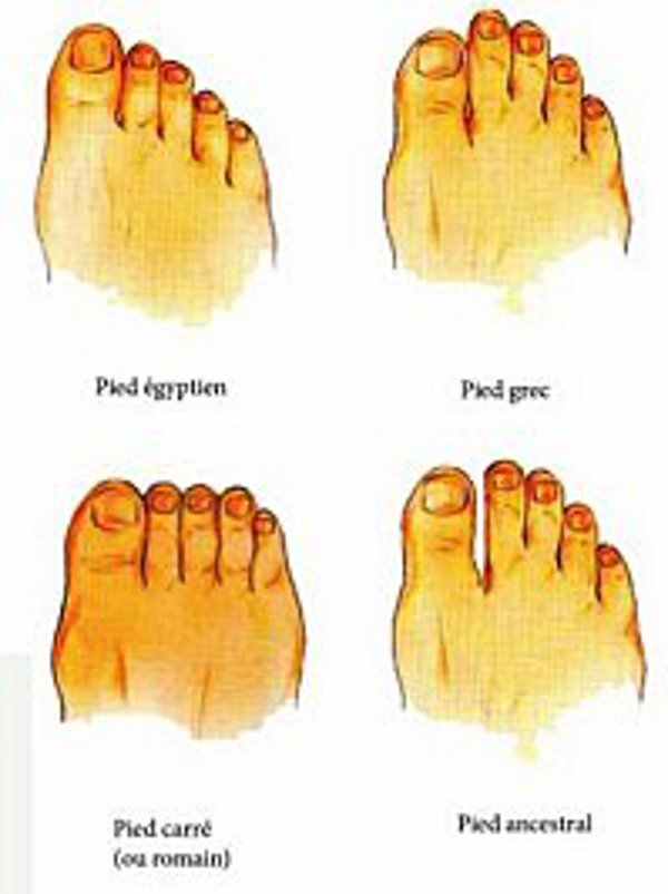 Les différents types de pieds