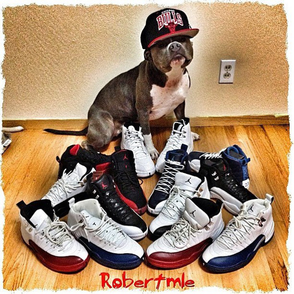chien-jordan Dérives sneakers addict