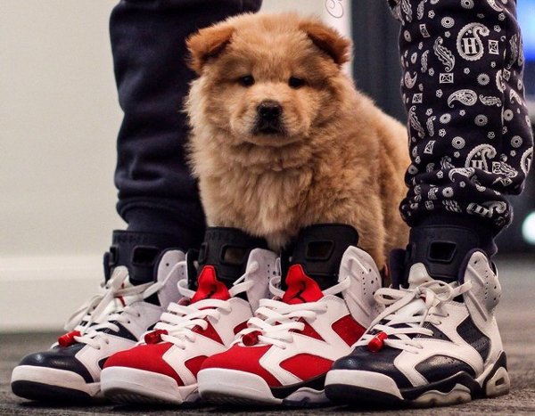 Chiens en Air Jordan  (1)