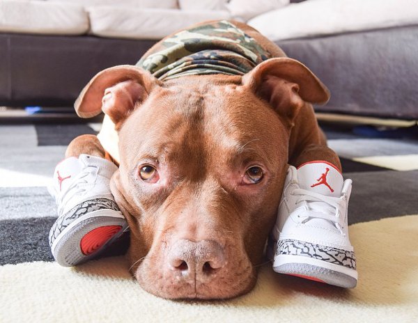 Chiens en Nike Air Jordan 3  (2)