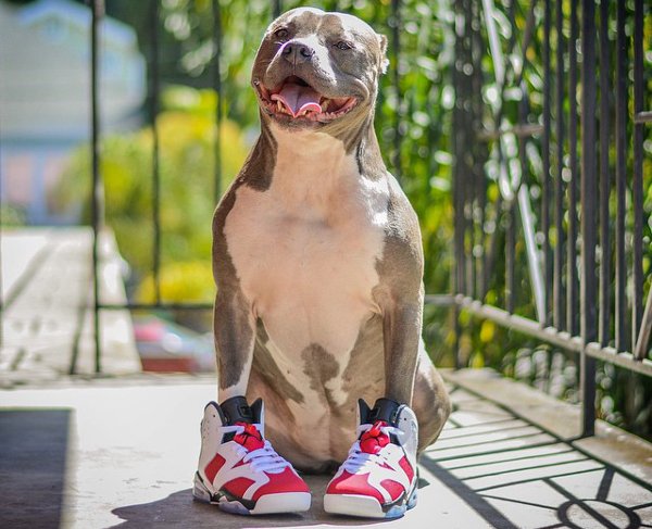 Chiens en Air Jordan  (3)