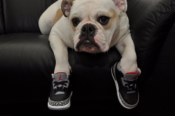 Chiens en Air Jordan  (7)