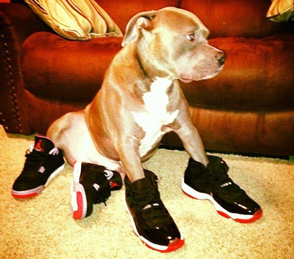 Chiens en Air Jordan  (8)