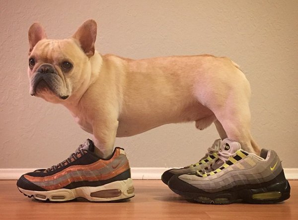 chien en sneakers (2)