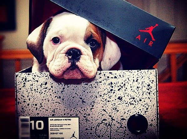 chien en sneakers (3)