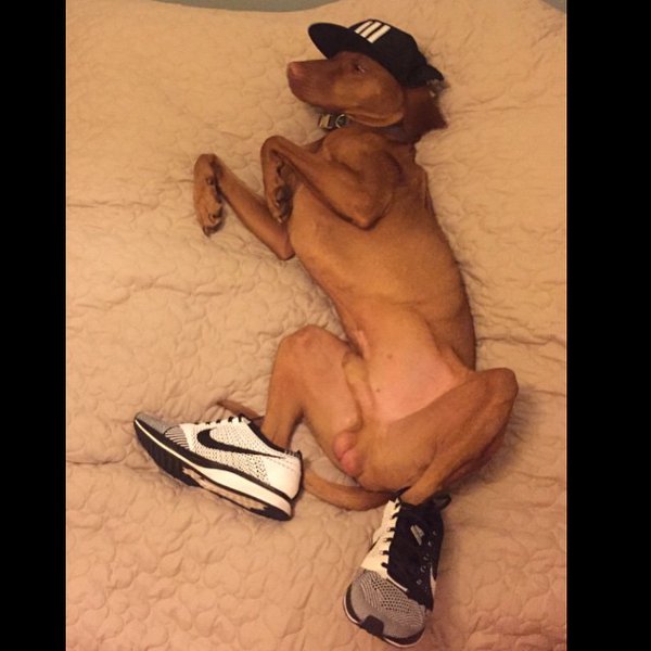 chien en sneakers (4)